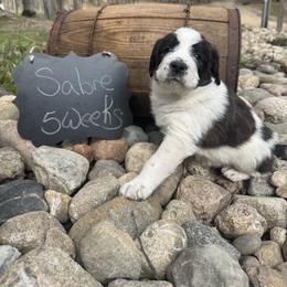 Sabre - Mahogany and white female Saint Berdoodle puppy in Traverse City, Michigan from Bare Paws Saint Berdoodles