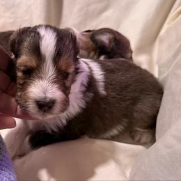 Jigsaw - Sable and white male Shetland Sheepdog puppy in Tulsa, Oklahoma from September Morning Shelties