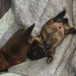 Shih Tzu Puppies from Peterson Shih Tzus