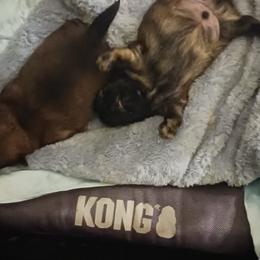 Shih Tzu Puppies from Peterson Shih Tzus