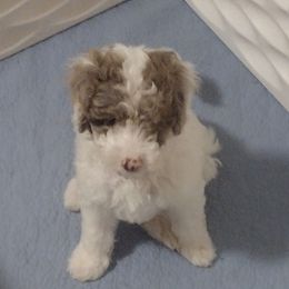 Mango - Parti male Poodle puppy in East Providence, Rhode Island from Marta's Cavaliers