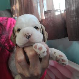 Girl 1 - Cocker Spaniel puppy in Northampton, Pennsylvania from ChristMos Cockers