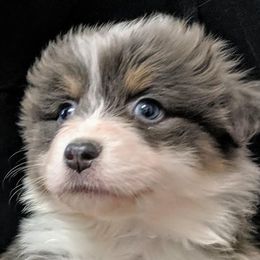 Australian Shepherd Puppies from Lydon Australian Shepherds