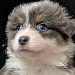 Australian Shepherd Puppies from Lydon Australian Shepherds