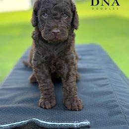 Coco - Chocolate female Goldendoodle puppy in Richmond, Virginia from Diverse Nurturing Affectionate Doodle Kennel