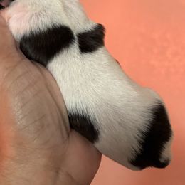 Zoey - Black and white female Shih Tzu puppy in Ocala, Florida from Yorkie  And Shih Tzu Love