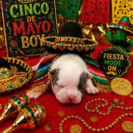 Blue Boy - Blue male Boston Terrier puppy in San Antonio, Texas from JT Bostons