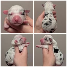 Beyonce - Blue merle and white female American Corgi puppy in Garrett, Indiana from Chloe's Colorful Corgis