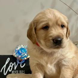 Rufus - Golden male Golden Retriever puppy in Doniphan, Missouri from Stockford’s Golden Retrievers