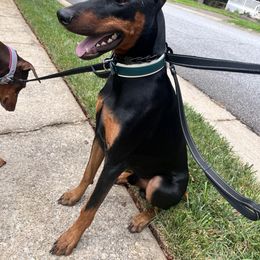 Doberman Pinscher All Grown Up from Vom Baecher Doberman