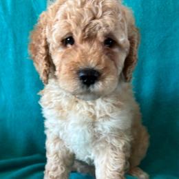 M36 - Cream male Goldendoodle puppy in West Point, Iowa from Jim Anderson