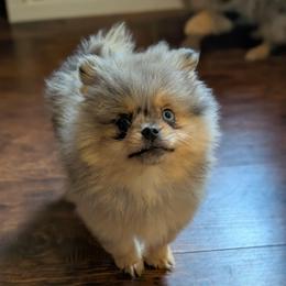 Milly - Blue merle female Pomeranian puppy in Danielsville, Georgia from PassionatePomPoms