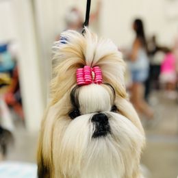 Poodle and Shih Tzu Puppies from Heritage Toy Poodles & Hallmark Jolei Shih Tzus
