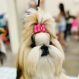 Poodle and Shih Tzu Puppies from Heritage Toy Poodles & Hallmark Jolei Shih Tzus