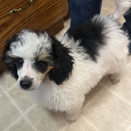 Poodle Puppies from Eagleridge Mini Poodles