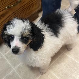 Poodle Puppies from Eagleridge Mini Poodles