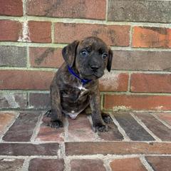 Mountain Cur Puppies from Lost Forty Kennels