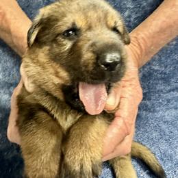 Boy 4 - male German Shepherd puppy in Sonora, California from Elite Haus K9