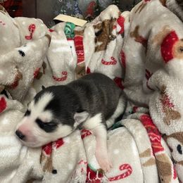 Siberian Husky Puppies from McDonald's Homegrown Huskies