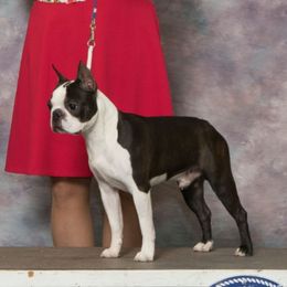 Scotch - Boston Terrier