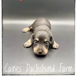 Abbeline - Black and cream female Dachshund puppy in Cincinnati, Ohio from Caines Dachshund Farm