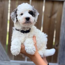 Travel - Black - Merle male Bernedoodle puppy in Charleston, South Carolina from Palm Belle Doodles