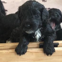 Portuguese Water Dog Puppies from Presidio PWDs