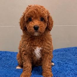 Cove - Red  male Poodle puppy in Wharton, Texas from In the Red Poodles