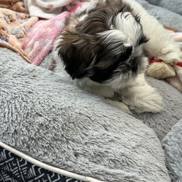 Skylar - Tricolor male Shih Tzu puppy in Coweta, Oklahoma from Leahrae's Shih Tzus