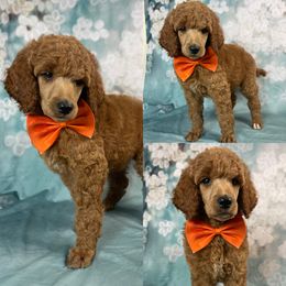 Buttercup Boy - Poodle puppy in Swansboro, North Carolina from Monarch Standard Poodles
