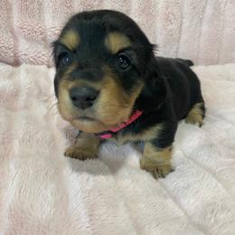 Annabelle -pink collar-2500 - Black and tan female Dachshund puppy in Great Bend, Pennsylvania from Dashing Doxies