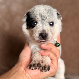 Georgie AKC - Blue speckled male Australian Cattle Dog puppy in Sahuarita, Arizona from A2 Australian Cattle Dogs