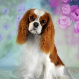 Carina - Cavalier King Charles Spaniel