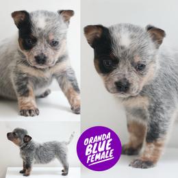Oranda - Blue speckled female Australian Cattle Dog puppy in Gatlinburg, Tennessee from Greenbrier
