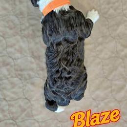 Assorted Doodle Crosses and Poodle Puppies from Royal T Acres