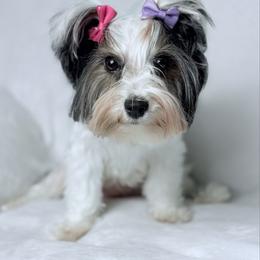 Luna - Biewer Terrier