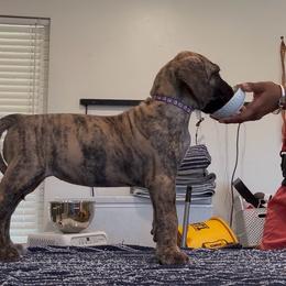 Bellini - Brindle female Great Dane puppy in Marble Falls, Texas from Notorious Great Danes