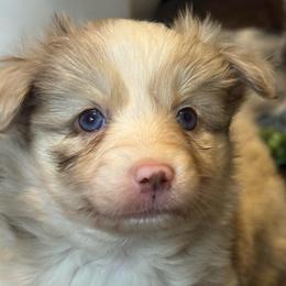 Vanilla Bean - Merle female Pomsky puppy in Sturgis, Kentucky from Furever Pomskies