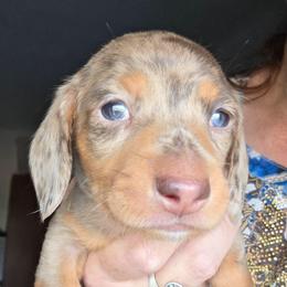 Emma's smooth chocolate and tan dapple boy - Dapple male Dachshund puppy in Declo, Idaho from Dozendachs