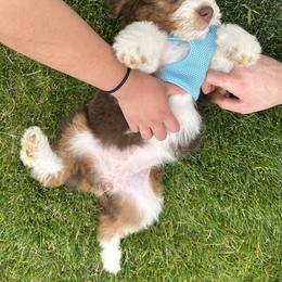 Aussiedoodle and Australian Shepherd Puppies from Junipersdoodles