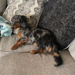 Pretzel - Dachshund