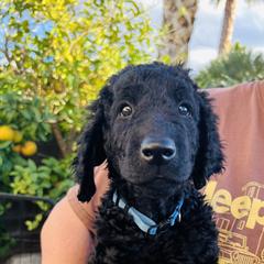 Curly-Coated Retriever Puppies from CHAPARRAL CURLY RETRIEVERS