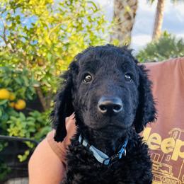 Curly-Coated Retriever Puppies from CHAPARRAL CURLY RETRIEVERS