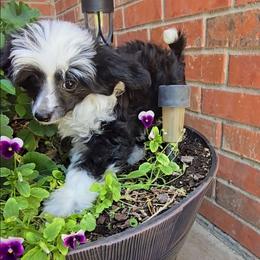 Indigo Long Star Angel - Black and white male Chinese Crested puppy in Amarillo, Texas from Victoria's Chinese Cresteds Long Star Angels