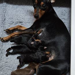 Miniature Pinscher Puppies from Jersey little devils