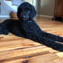 Poodle All Grown Up from Homegrown Standards
