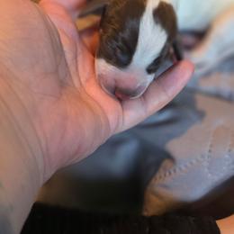 Olive male - Liver and white male German Shorthaired Pointer puppy in Kenai, Alaska from LakeHaus Kennels