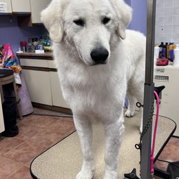 Snitch - Kuvasz