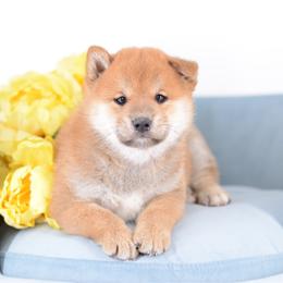 Boy 2 - Red male Shiba Inu puppy in Neosho, Missouri from Sunny Terrace Shibas