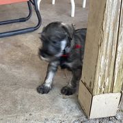 Miniature Schnauzers and Standard Schnauzers from Southcross Miniature Schnauzers and Standard Schnauzers